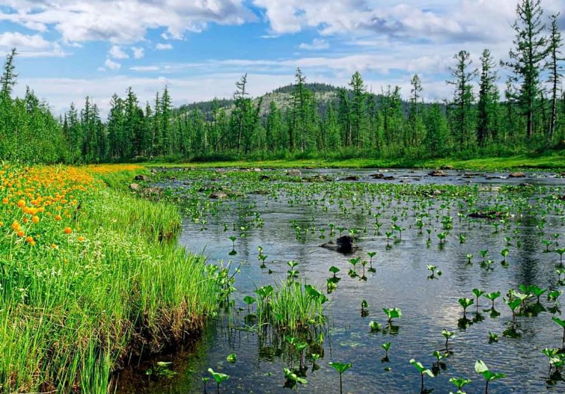 6 Best Products for Getting Rid of Lake Weeds Safely