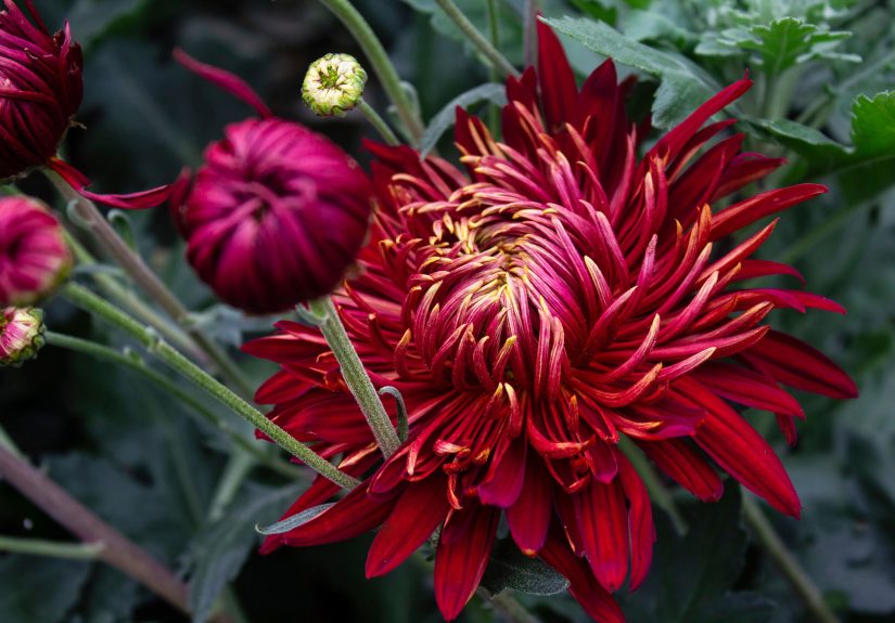 7 Spectacular Heirloom Mums That Deserve a Spot in Your Fall Garden