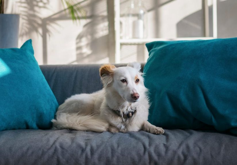 8 Best Couch Covers for Dogs and Cats of 2025