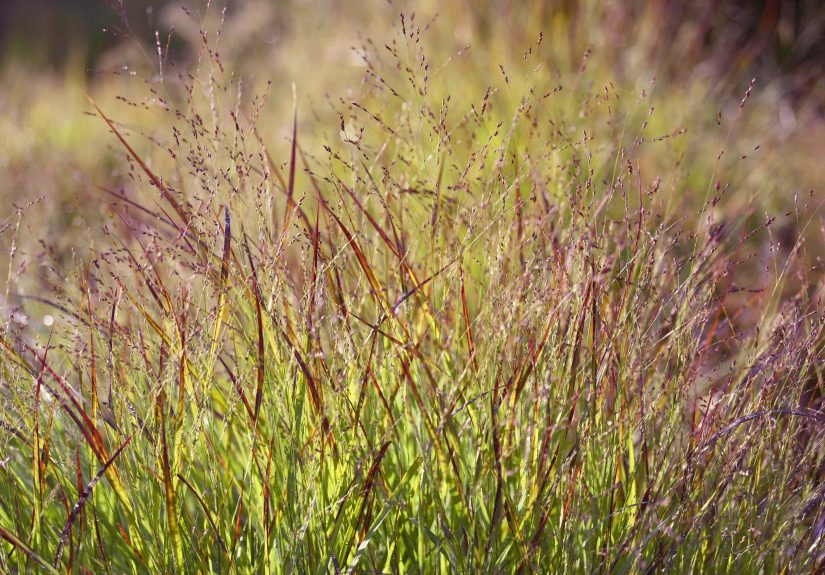 9 Ornamental Grasses to Cut Back Now for a Fuller Look Next Season