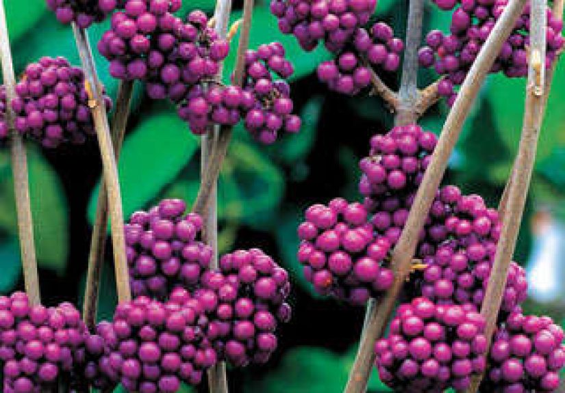 Beauty Berry Profusion Shrub