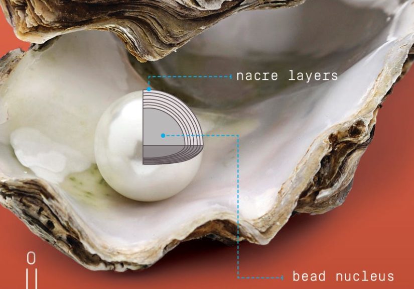 Can Mother-of-Pearl Make Stronger Armor?