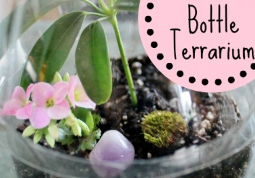 Coke Bottle Terrarium