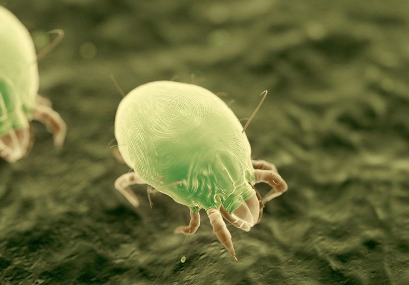 Do Dust Mites Bite?