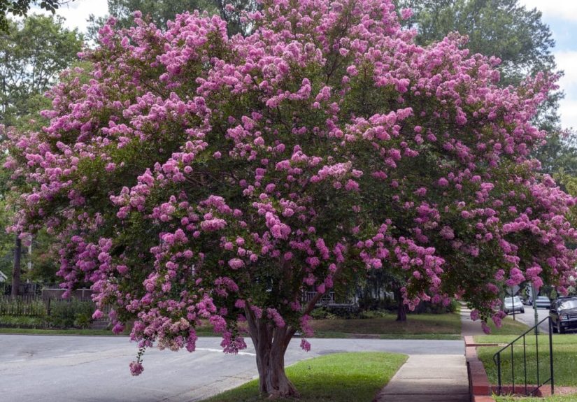 Everything You Need To Know About Twilight Crape Myrtle Trees