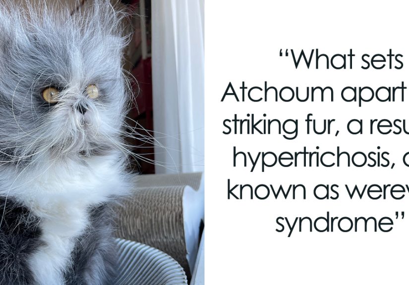Fluffiest Of Them All: This Werewolf Cat Is Winning Hearts Worldwide