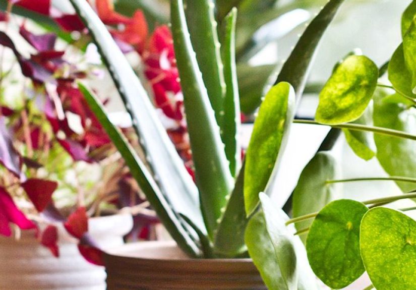 Houseplants