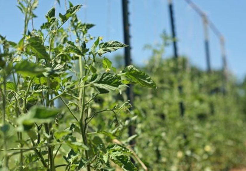 How to Build Tomato Trellis