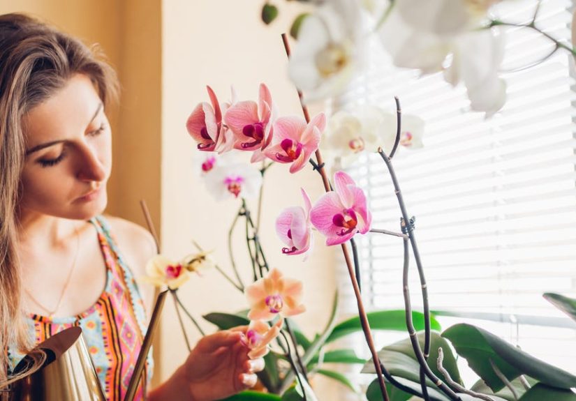 How to care for orchids and what you’re doing wrong