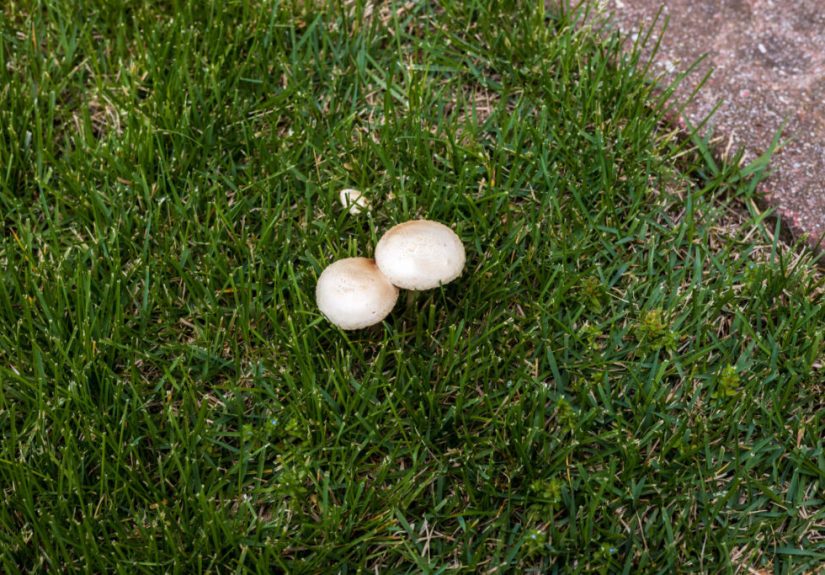 How To Get Rid of Mushrooms in Your Lawn