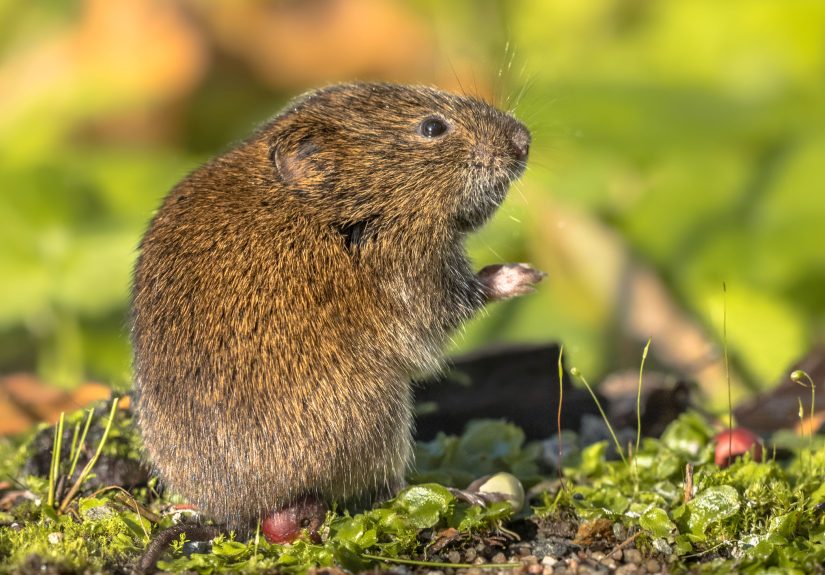 How to Get Rid of Voles with 8 Natural Solutions