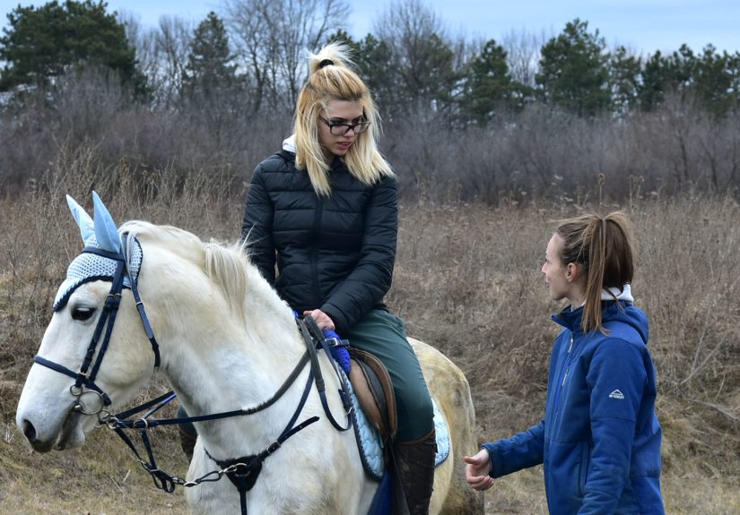 How to Get Your Horse to Trust You: 10 Steps