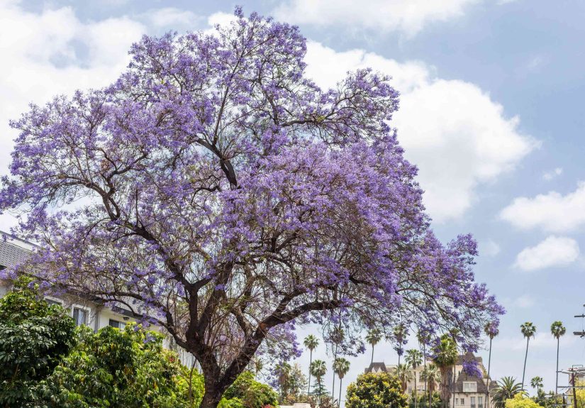 How to Grow and Care for a Jacaranda Tree