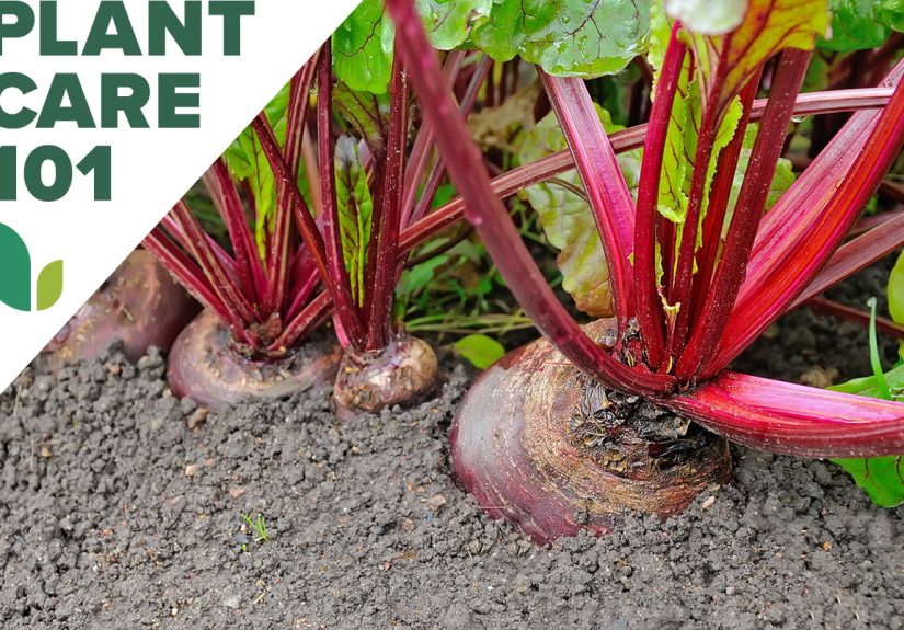 How to Grow Beets for a Superfood Supply in Your Own Backyard