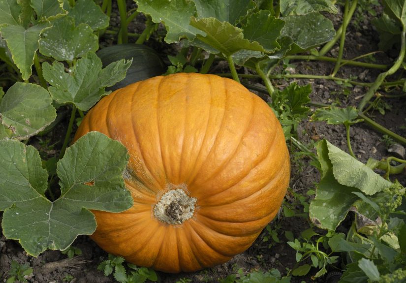 How to Have a ‘Great Pumpkin’ Halloween Full of Cozy Nostalgia