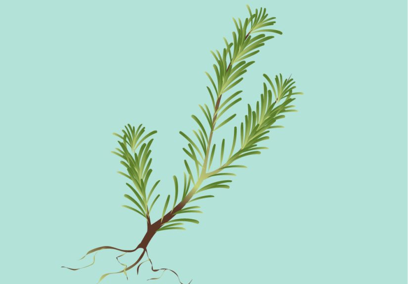 How to Identify Rosemary: 10 Steps
