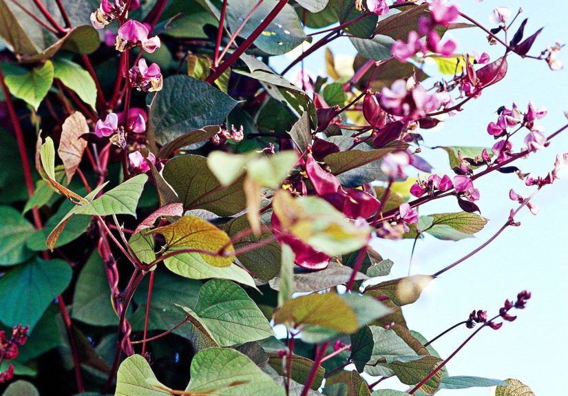 How to Plant and Grow Purple Hyacinth Bean Vine