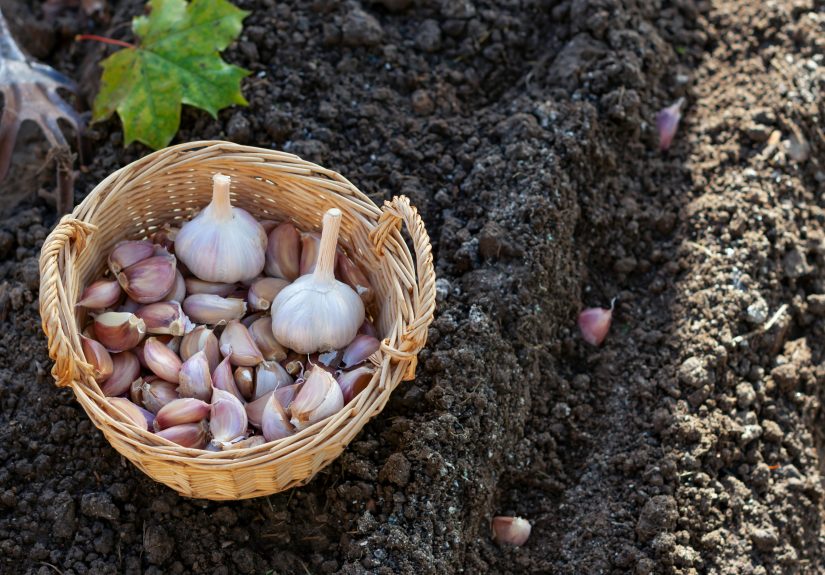 How to Plant Garlic in Fall in 6 Easy Steps