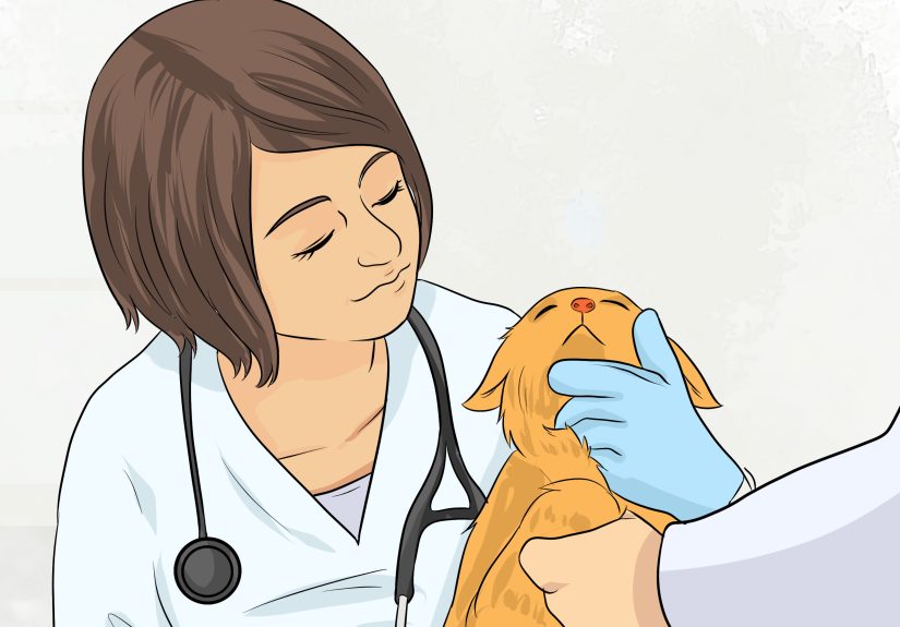 How to Recognize Symptoms of Cat Scratch Disease