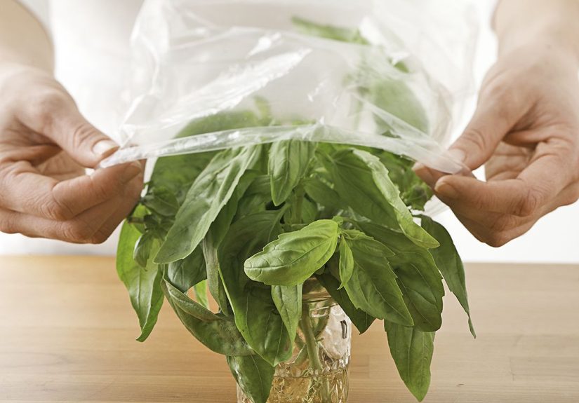 How to Store Fresh Basil