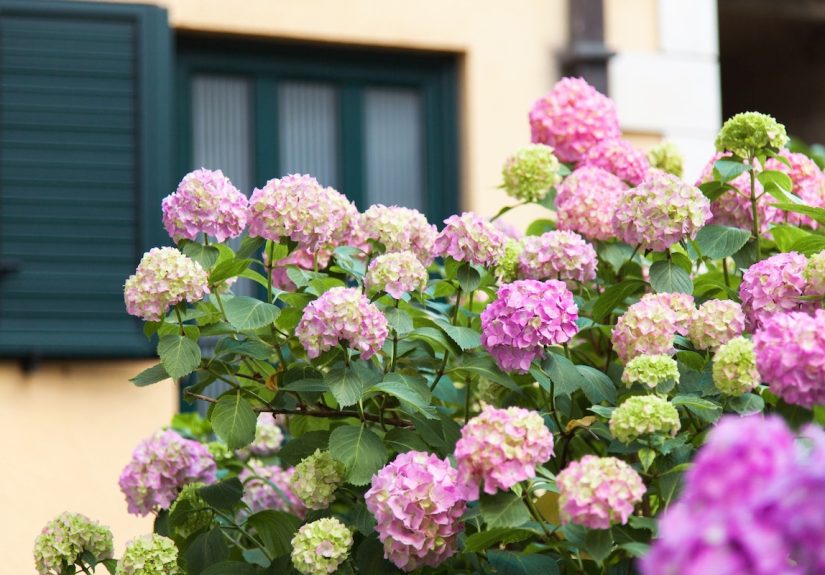 I Didn't Consider Hydrangea Size When Planting Them in My Yard