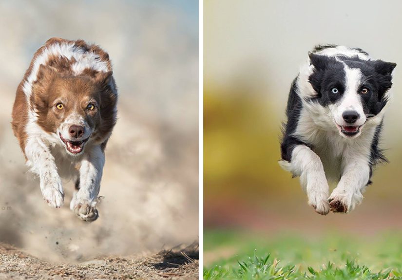 I Photograph “Flying Dogs” To Reveal Their True Spirit