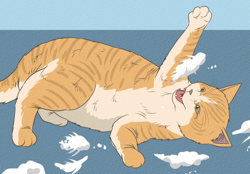 Orange Cat Personality: Are the Stereotypes True?