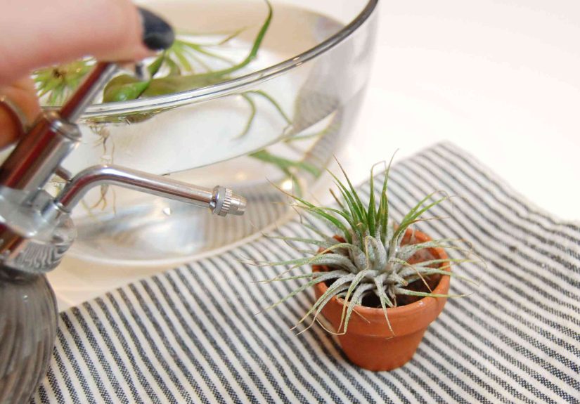 Should You Actually Mist Your Plants? Experts Weigh In