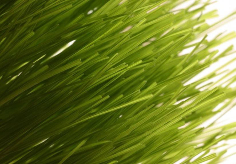 What Is the Setting on a Scotts Standard Broadcast Spreader for Annual Rye Grass?