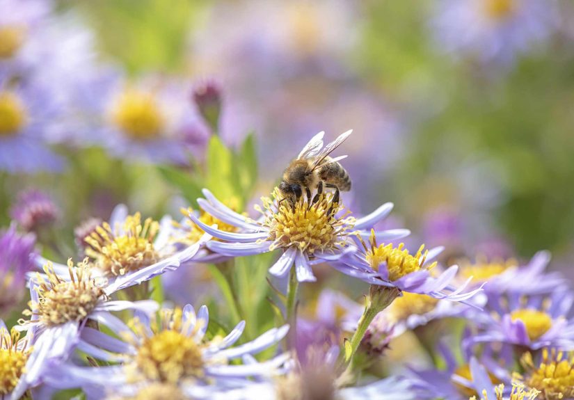 Why Your Garden Didn’t Attract Pollinators This Seasonand How to Fix It for Next Year