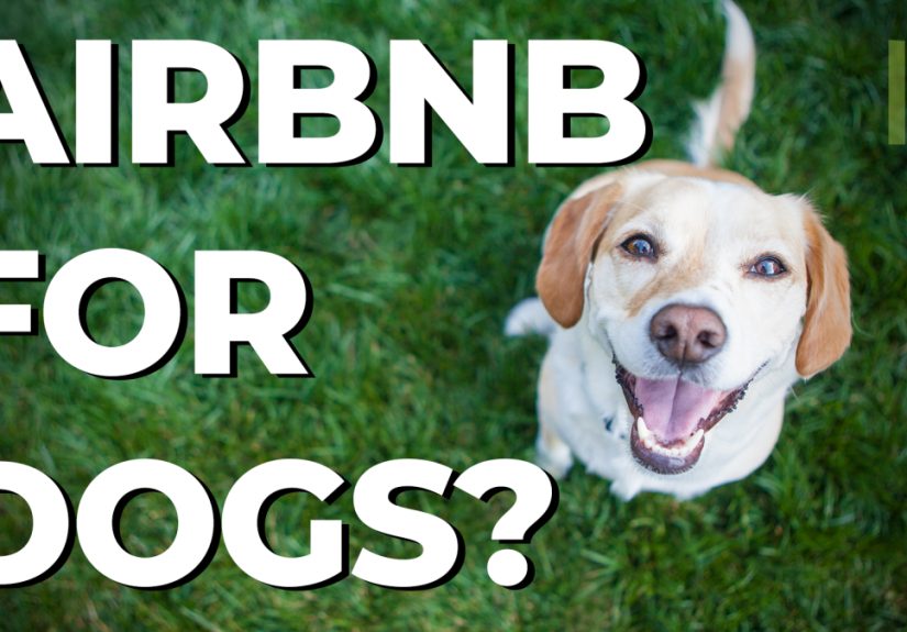 You Can Make Money by Letting Dogs Play in Your Yard