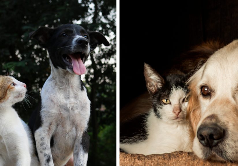 10 Reasons Why Dogs Are Better Than Cats