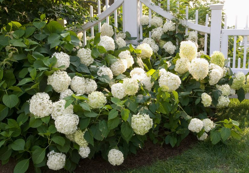 4 Secrets to Successfully Growing Snowball Hydrangea