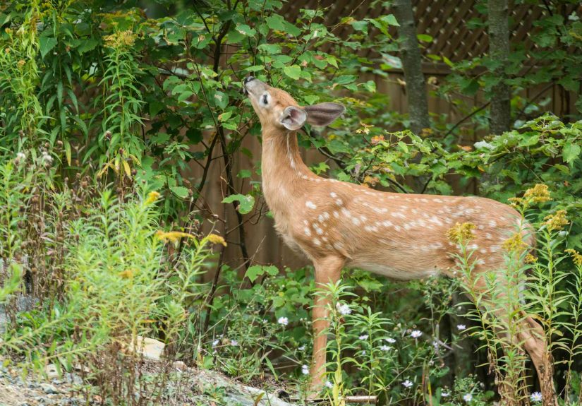 5 DIY Deer Repellents to Keep Them Away from Your Home and Garden