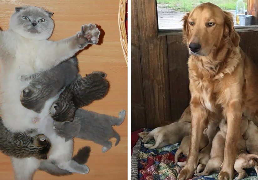 50 Animal Expressions That Perfectly Sum Up What It’s Like To Be A Mother