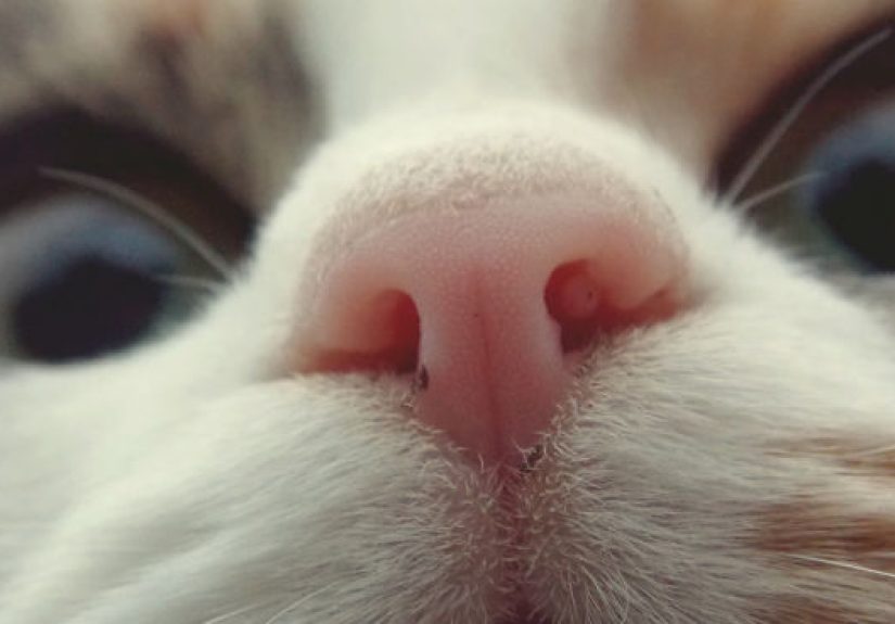 93 Close-Ups Of Cat Noses To Make Your Day