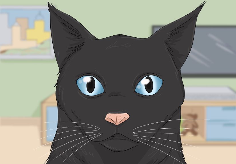 Black Cat Spiritual Meaning: Symbolism, History & More