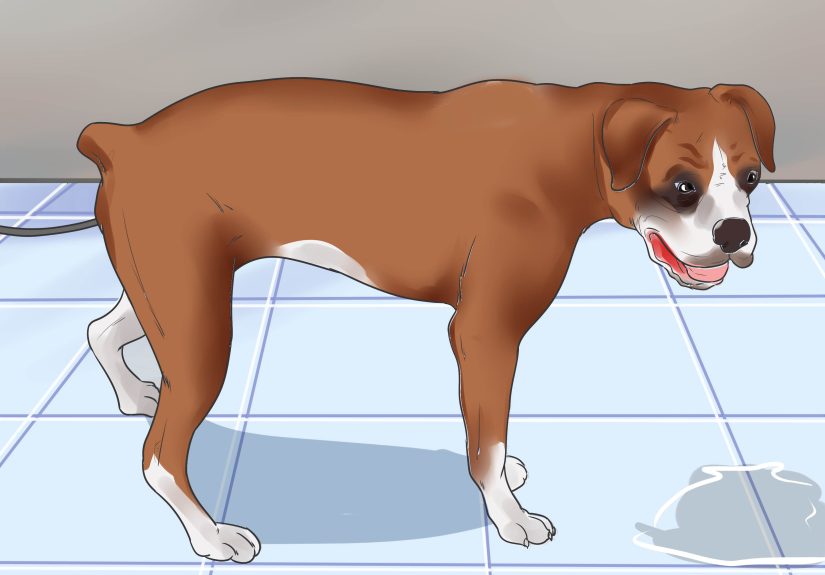 How to Artificially Inseminate a Dog: 9 Steps