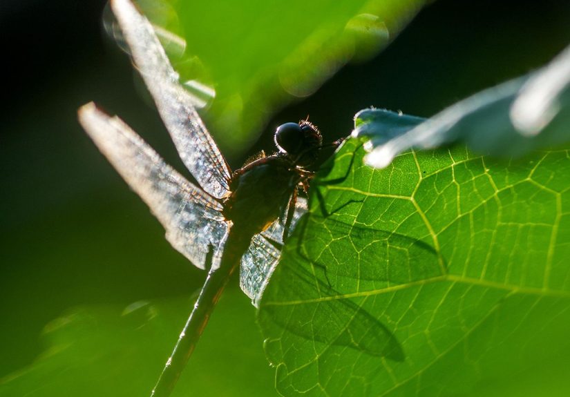 How to Attract Dragonflies and Damselflies to Eat Mosquitoes