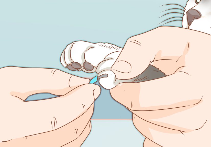 How to Put Nail Caps on Your Cat: 10 Steps