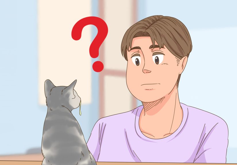 How to Stop Chronic Nasal Discharge in Cats: 11 Steps