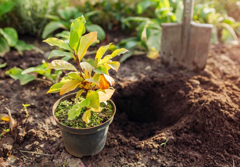 Is It Better to Plant Perennials in Fall or Spring? 3 Garden Pros Agreed