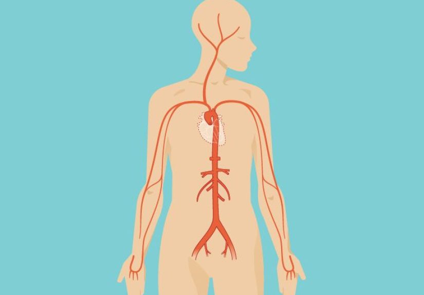 Scrotum Pictures, Area & Definition