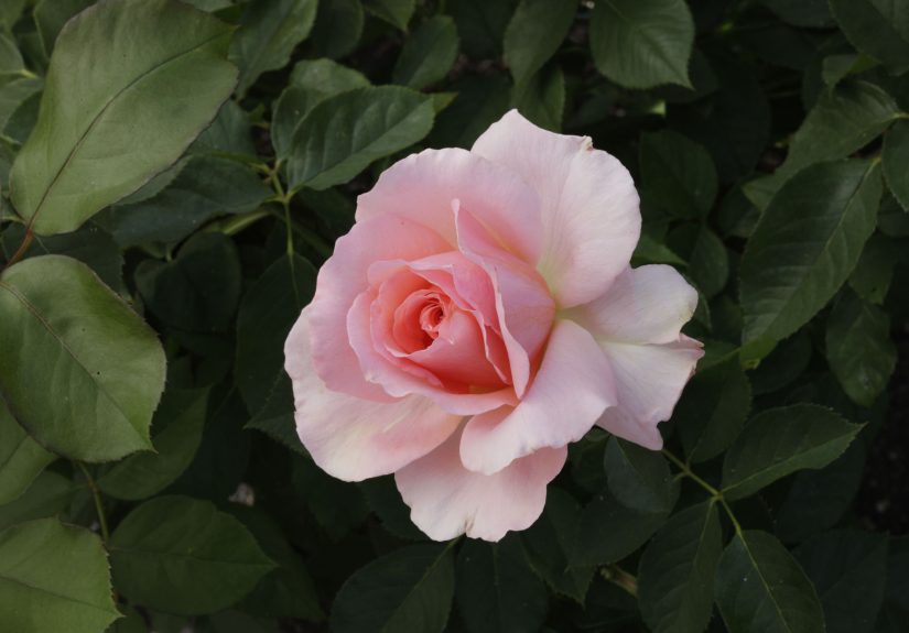 The Jane Goodall Rose Honors Her Legacy by Spreading a Hopeful Message