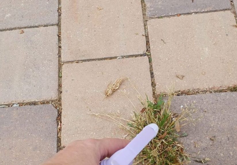 Will Hydrogen Peroxide Kill Weed: We Tested It so You Don’t Have To